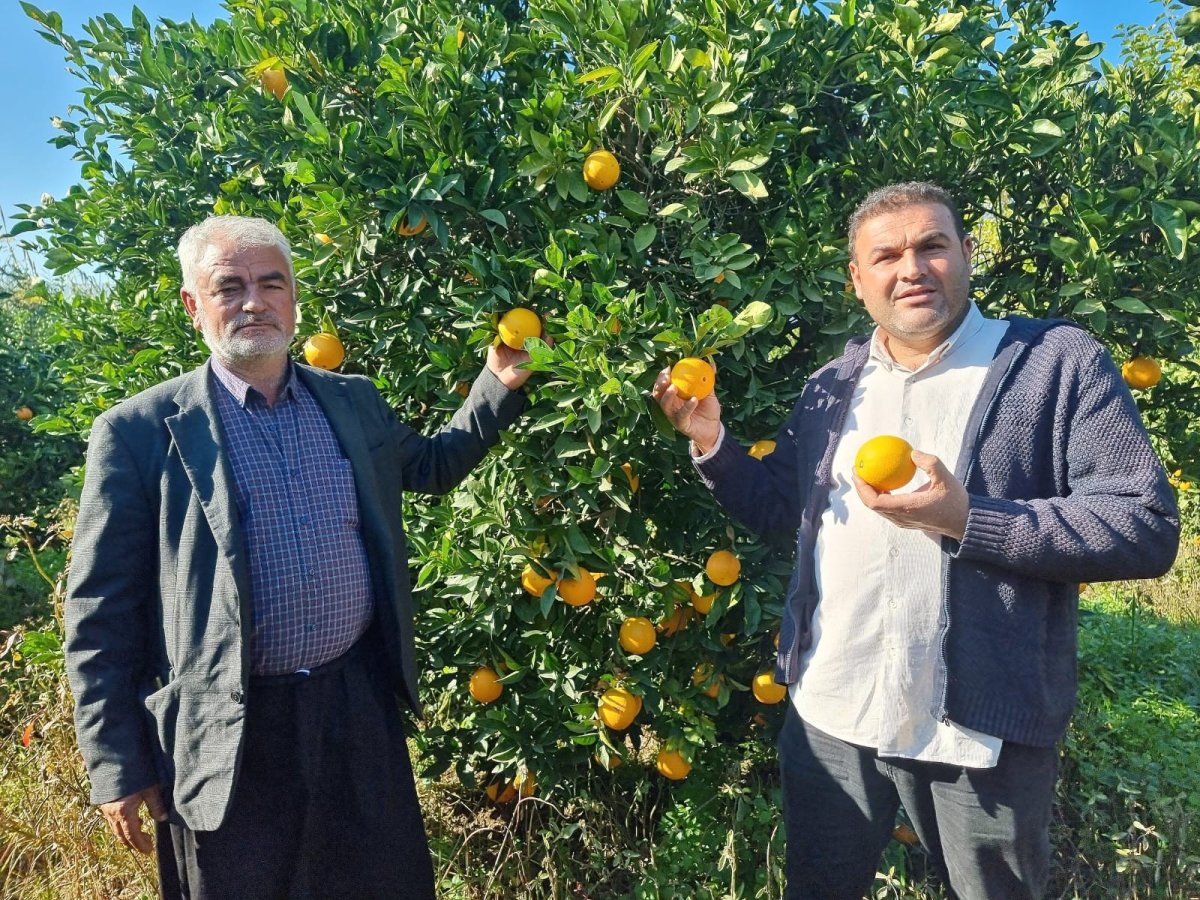 Adana da portakal hasadı başladı: Üretici fiyatlardan memnun #6