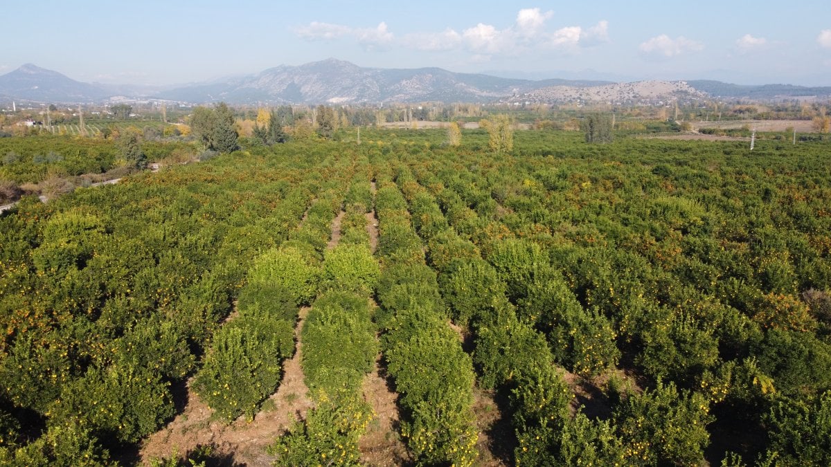 Adana da portakal hasadı başladı: Üretici fiyatlardan memnun #5