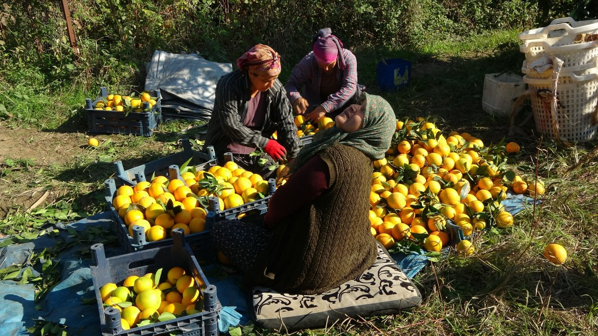 Adana da portakal hasadı başladı: Üretici fiyatlardan memnun #2