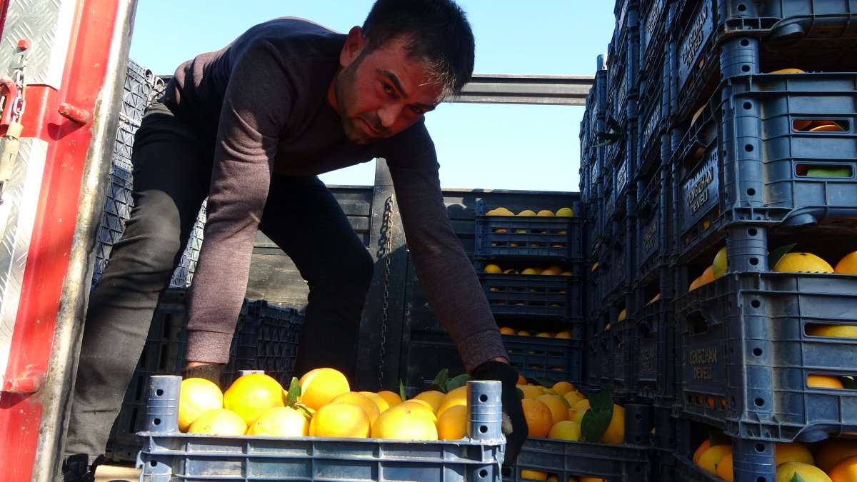 Adana da portakal hasadı başladı: Üretici fiyatlardan memnun #3