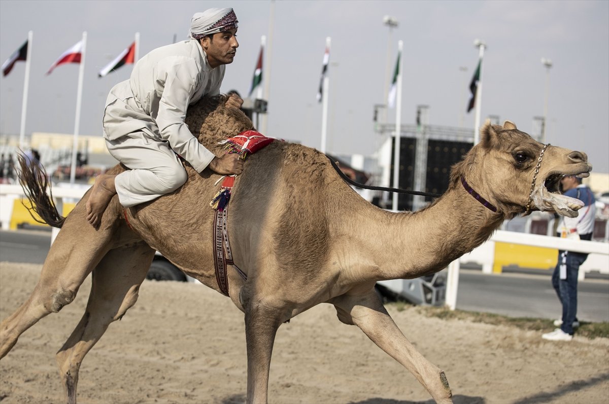Katar da develer üzerinde hentbol maçı oynandı #5