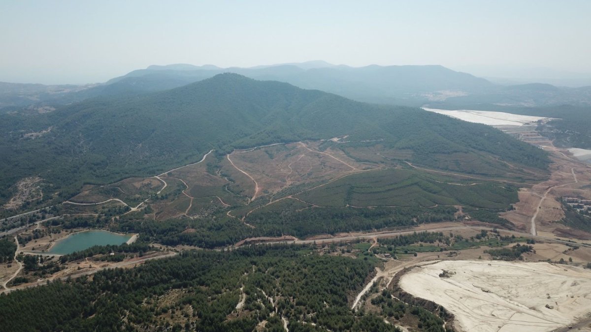 “Ağaç tarımı” yapılarak ekolojik ormanları korumak mümkün #1