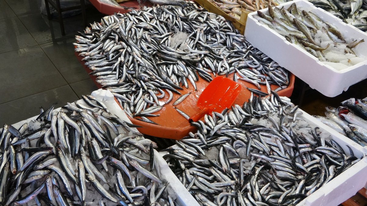 Kocaeli de balık fiyatları geriledi #10
