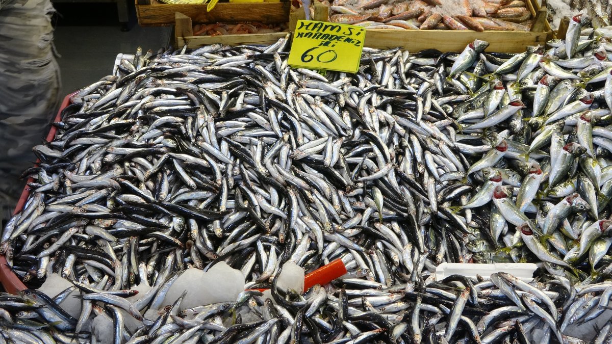 Kocaeli de balık fiyatları geriledi #9