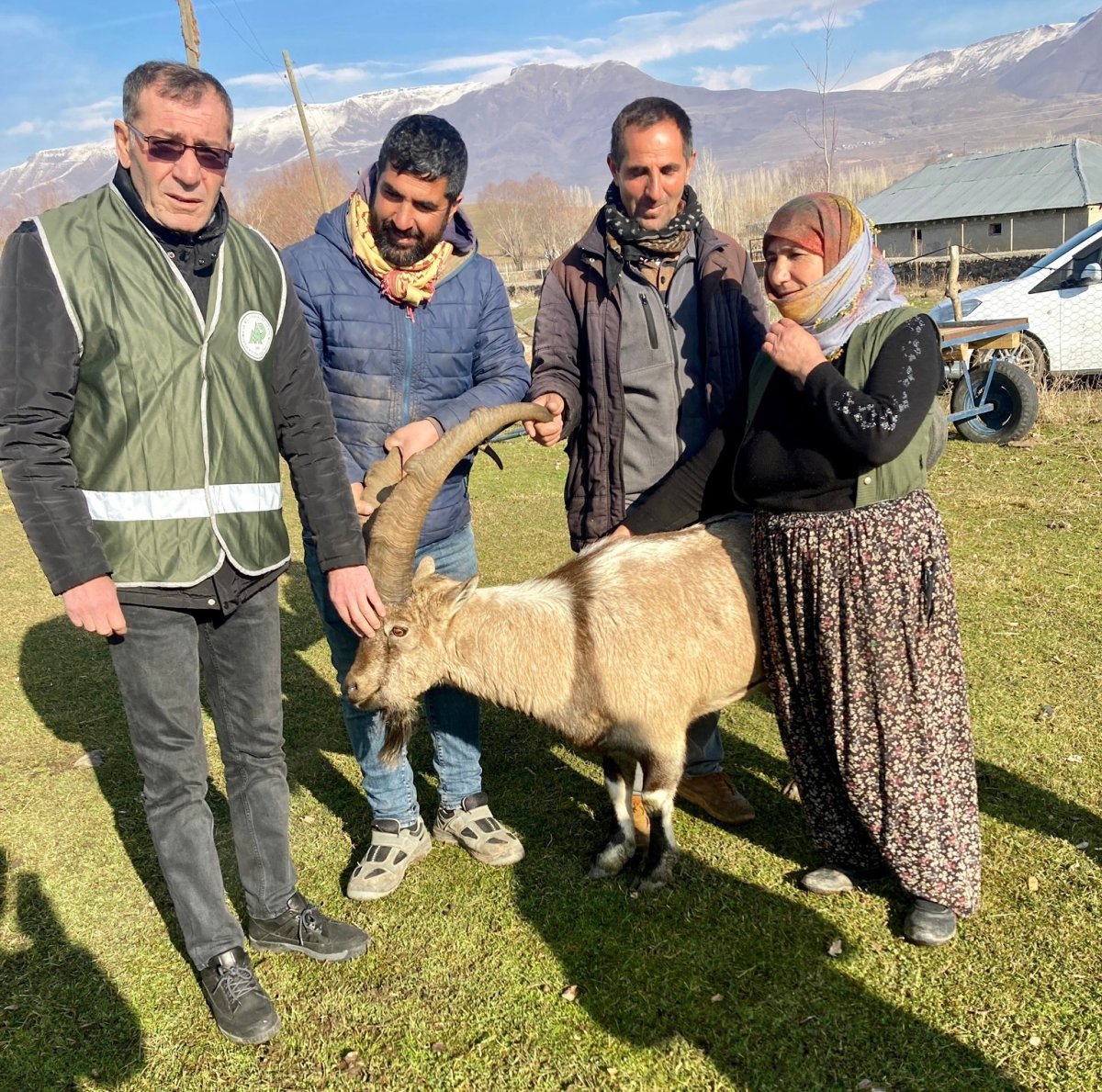 Van da saldırıya uğrayan dağ keçisini sürü kurtardı #1