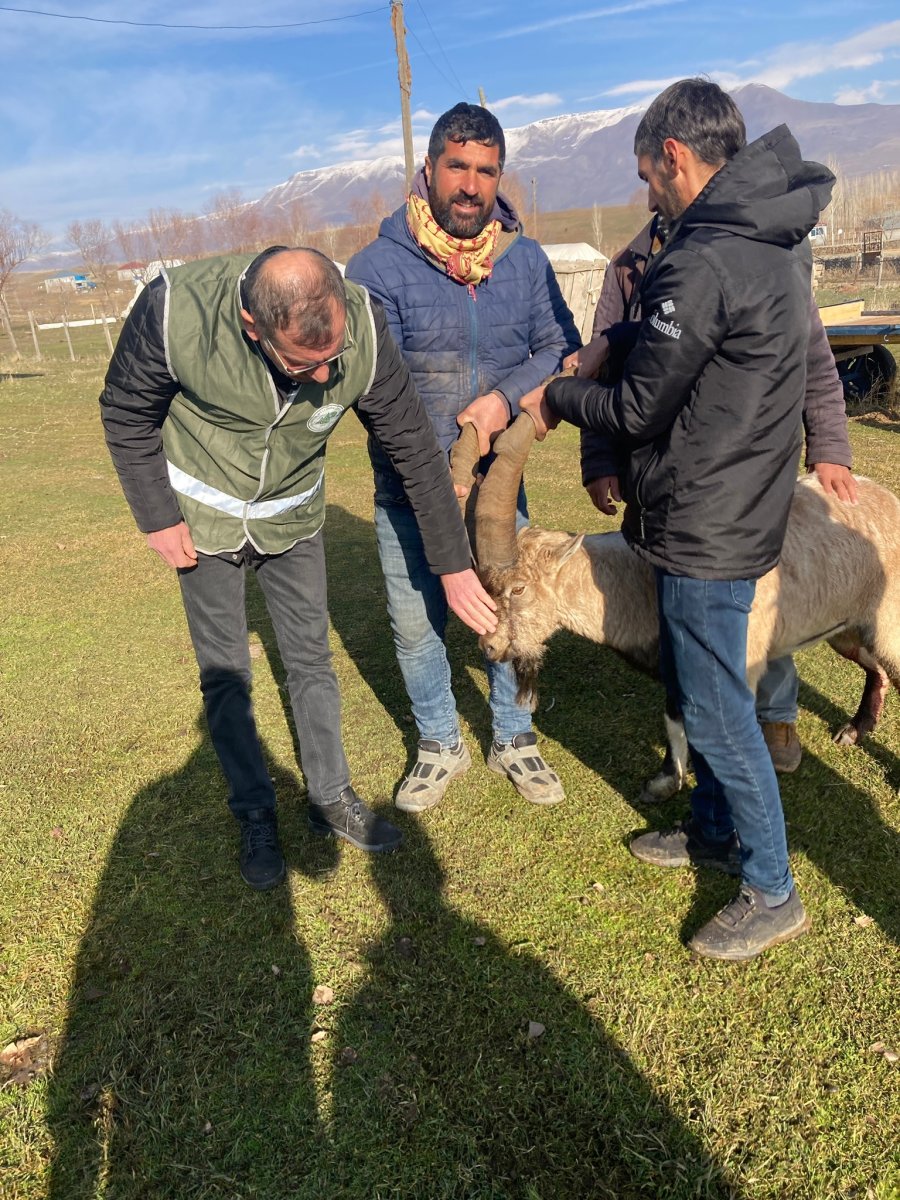 Van da saldırıya uğrayan dağ keçisini sürü kurtardı #2