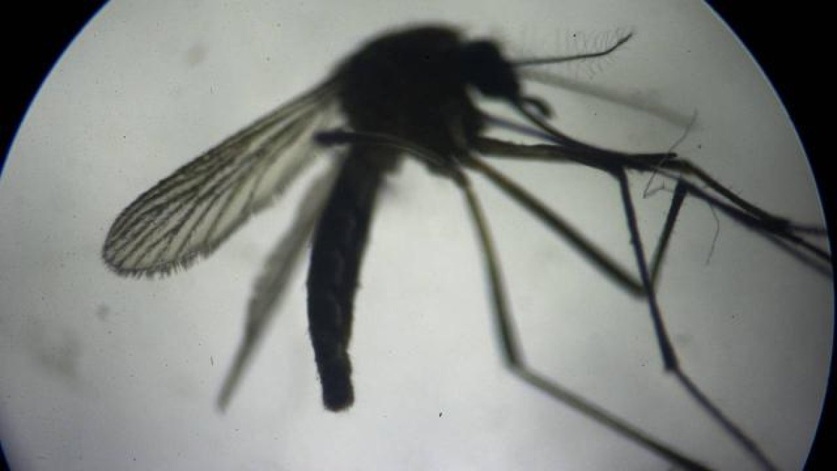 Böcek ilaçlarına dirençli sivrisinekler bulundu #1