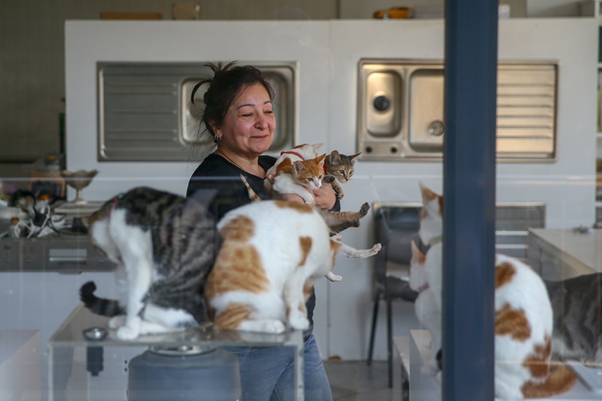 İzmir de mağaza sahibi çift, dükkanlarını kedilere açtı #5