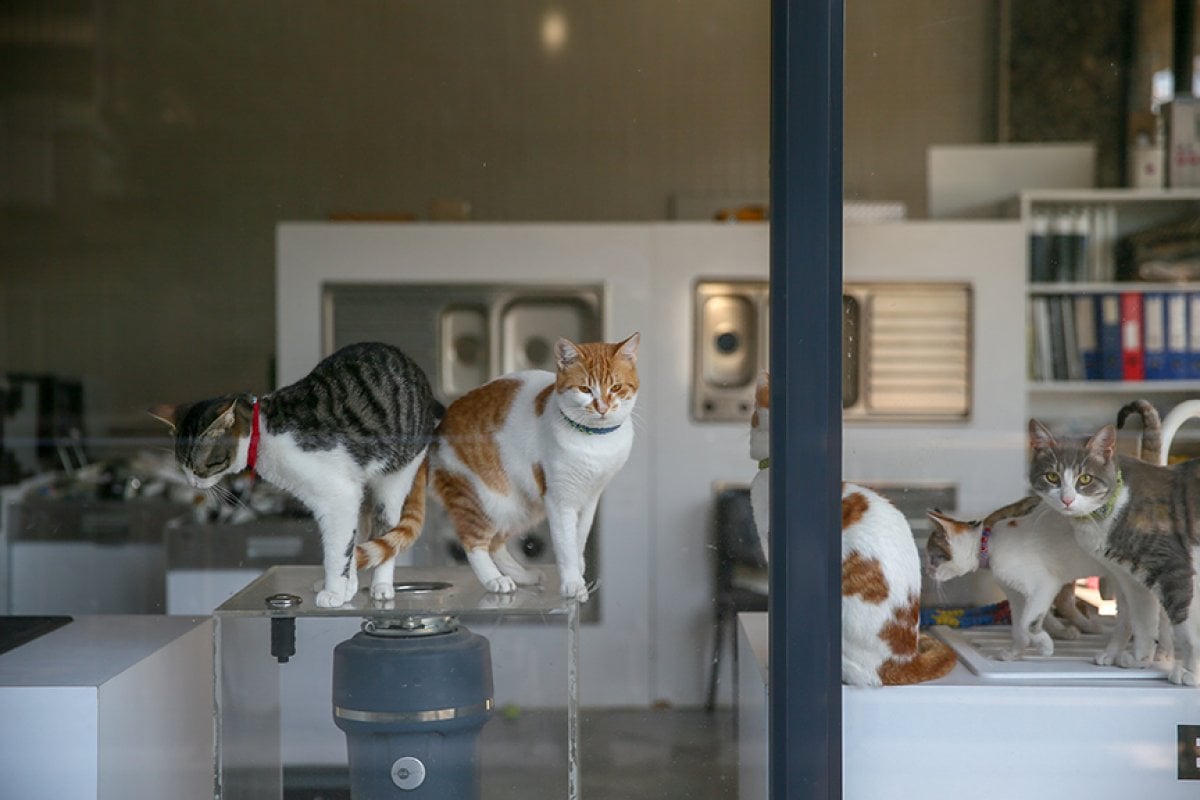İzmir de mağaza sahibi çift, dükkanlarını kedilere açtı #4