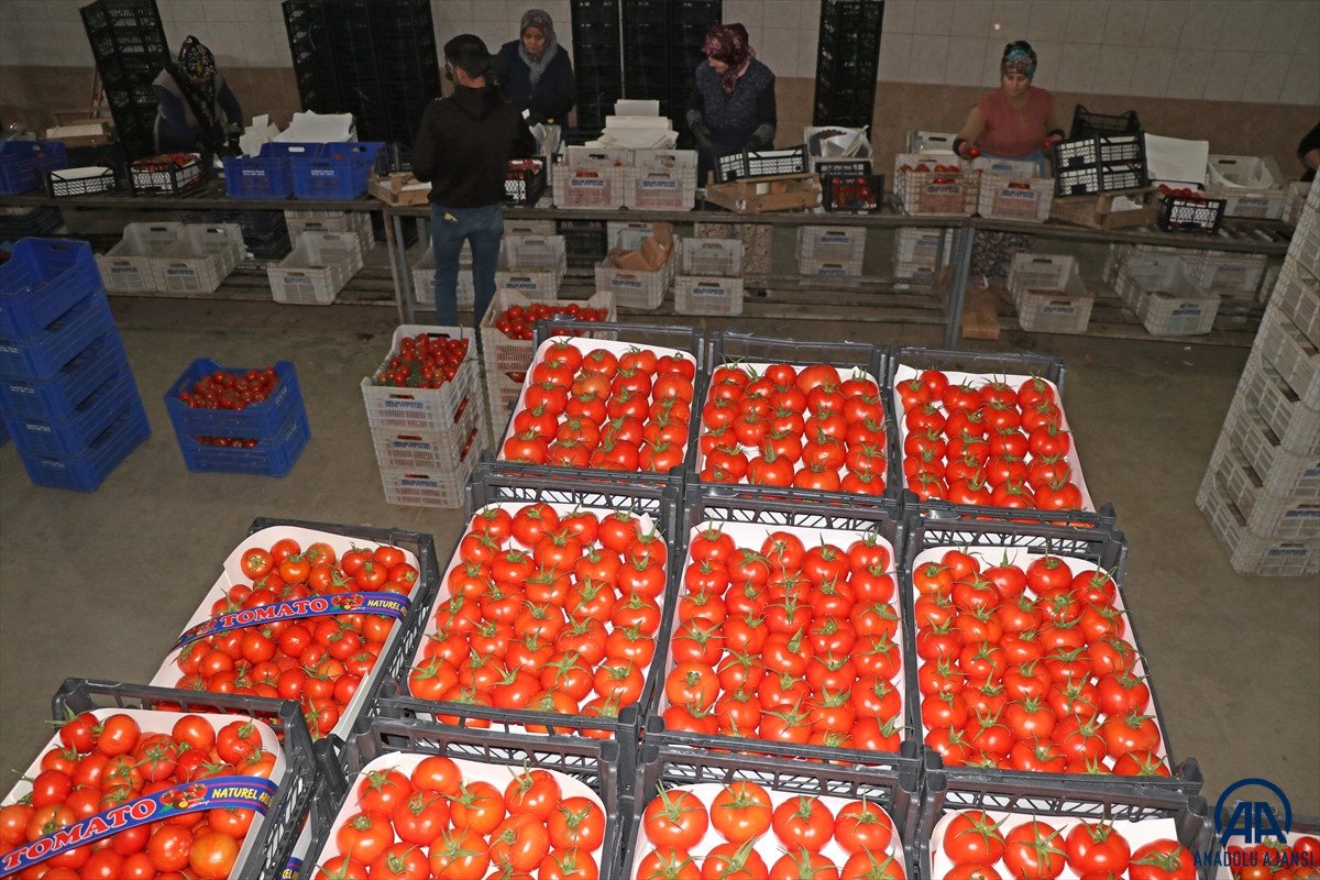 Muğla dan 2022 de 60 bin ton domates ihraç edildi #1