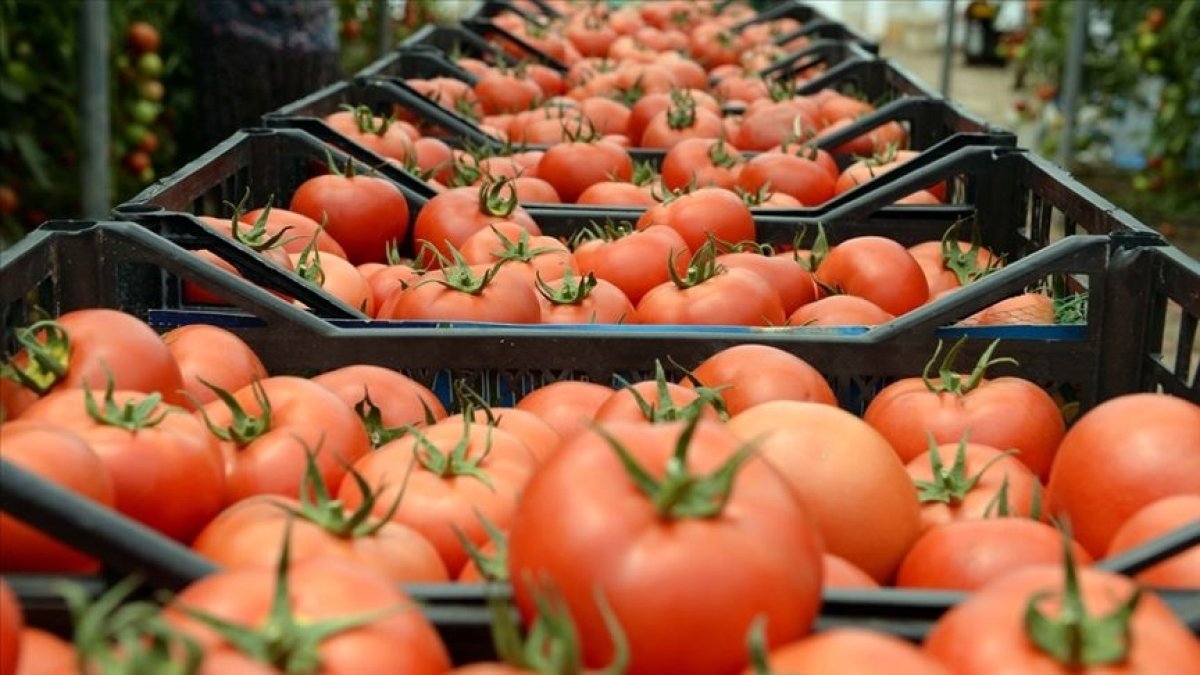 Muğla dan 2022 de 60 bin ton domates ihraç edildi #3