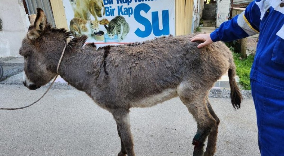 Şırnak ta ölüme terk edilen eşek, Osmaniye de hayat buldu #1