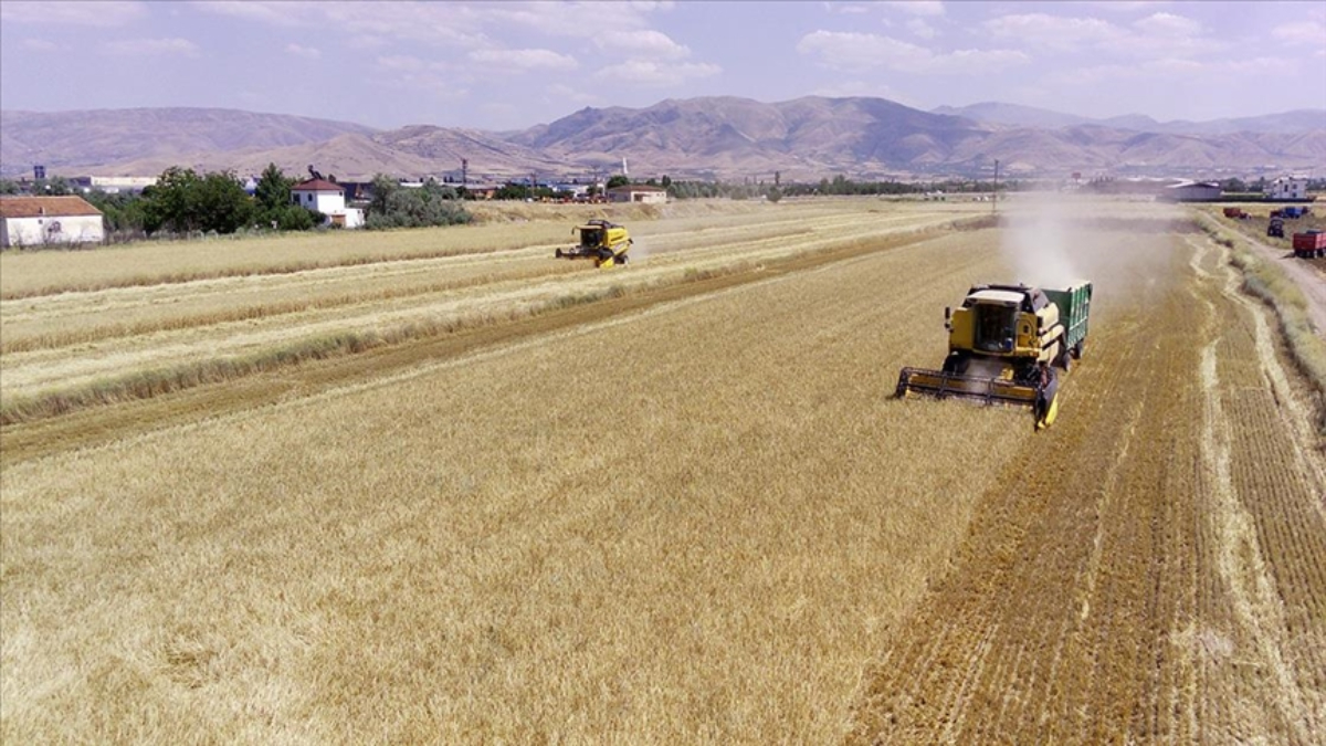 Elazığ'da arpa ve buğdaydan son yılların en yüksek rekoltesi bekleniyor
