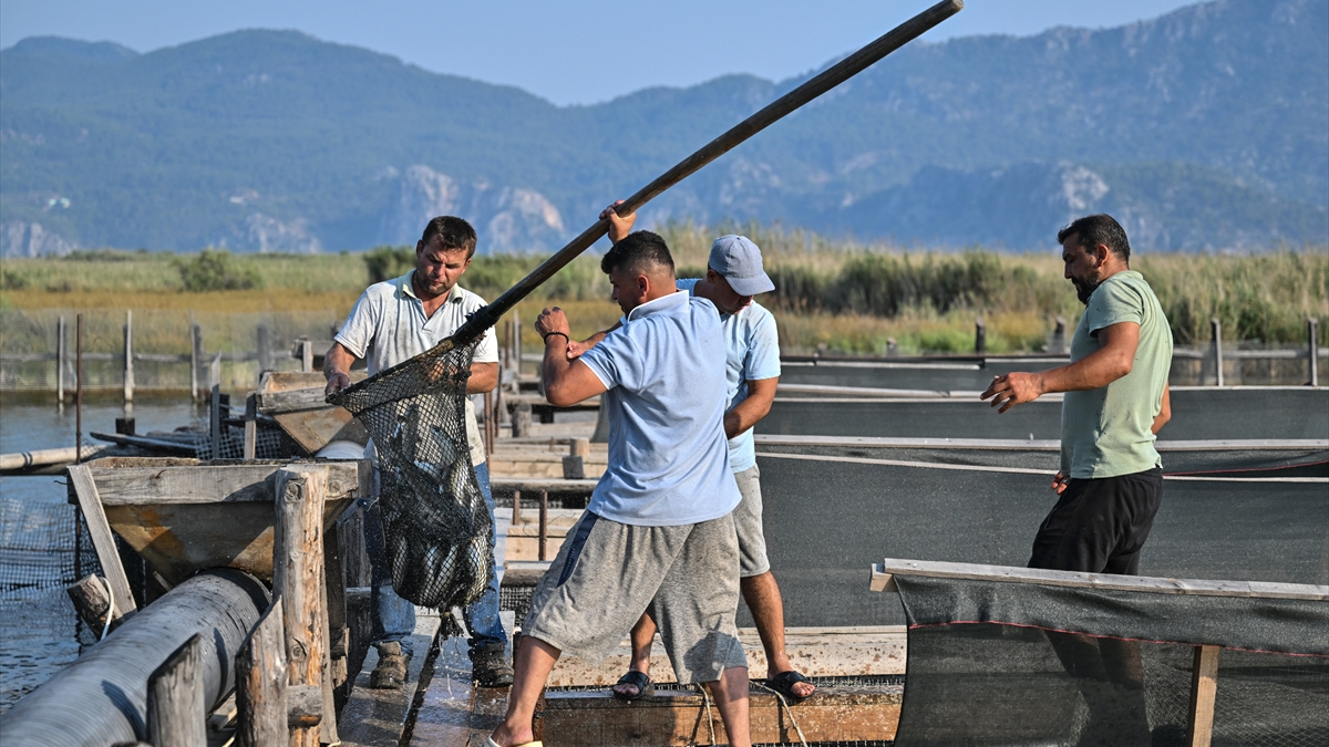 Muğla'da Dalyan Kanalı'ndaki balıkçılar sıcak havada zorlanıyor