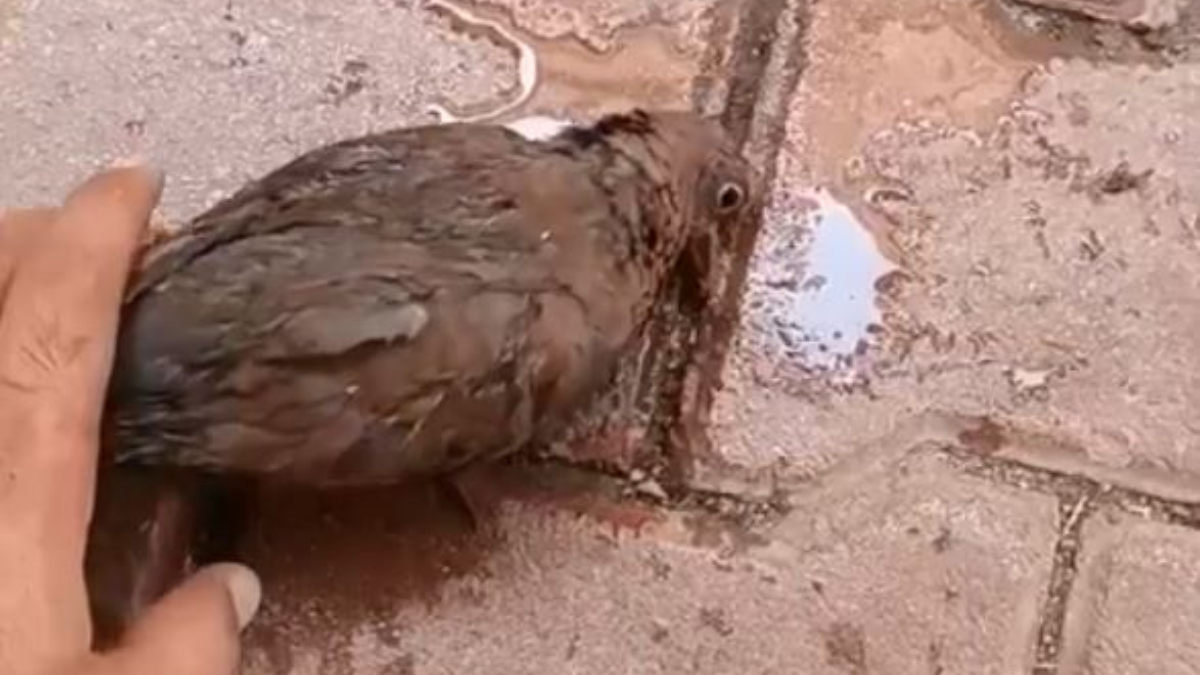 Antalya'da El Nino sıcaklarından etkilenen hayvanların imdadına yetiştiler
