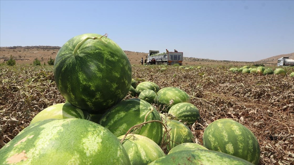 Fiyatları ucuzlatacak gelişme! Diyarbakır'da 150 bin tonu aşkın karpuz rekoltesi bekleniyor
