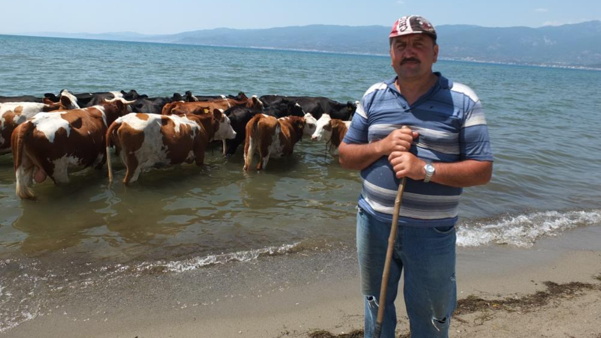 Balıkesir'de denizde serinleyen inekler