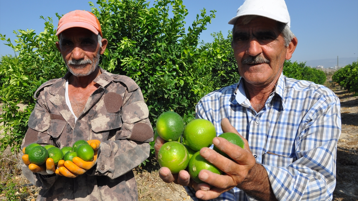 Silifke'de misket limonu hasadı başlatıldı