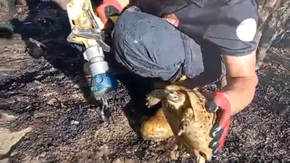 Adana'da itfaiyecinin yangından kaplumbağa kurtarma sevinci