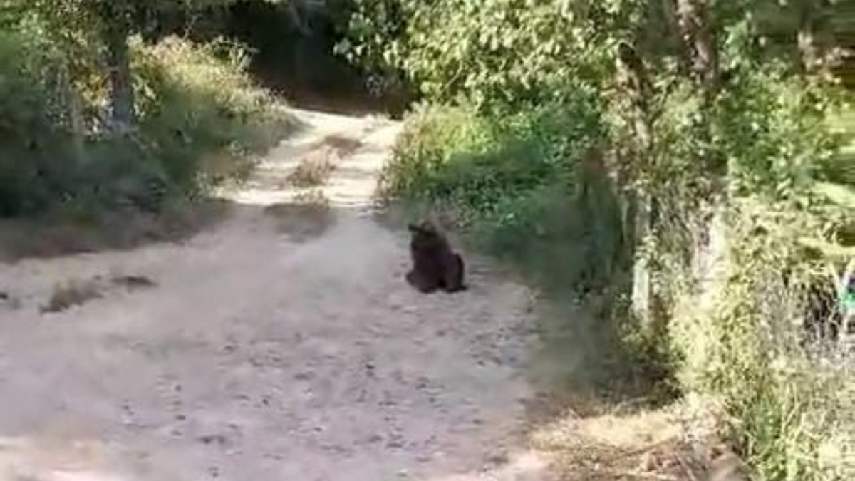 Bolu’da ayı ile köylülerin komik diyaloğu