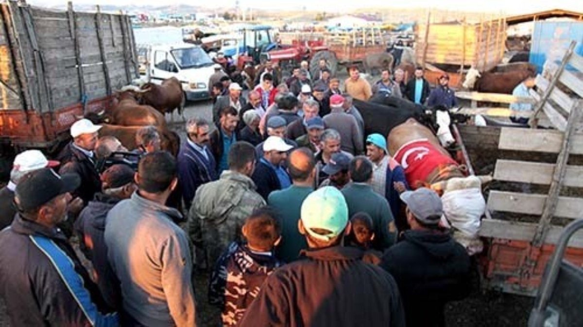 Çorum'da 15 köyde şap karantinası
