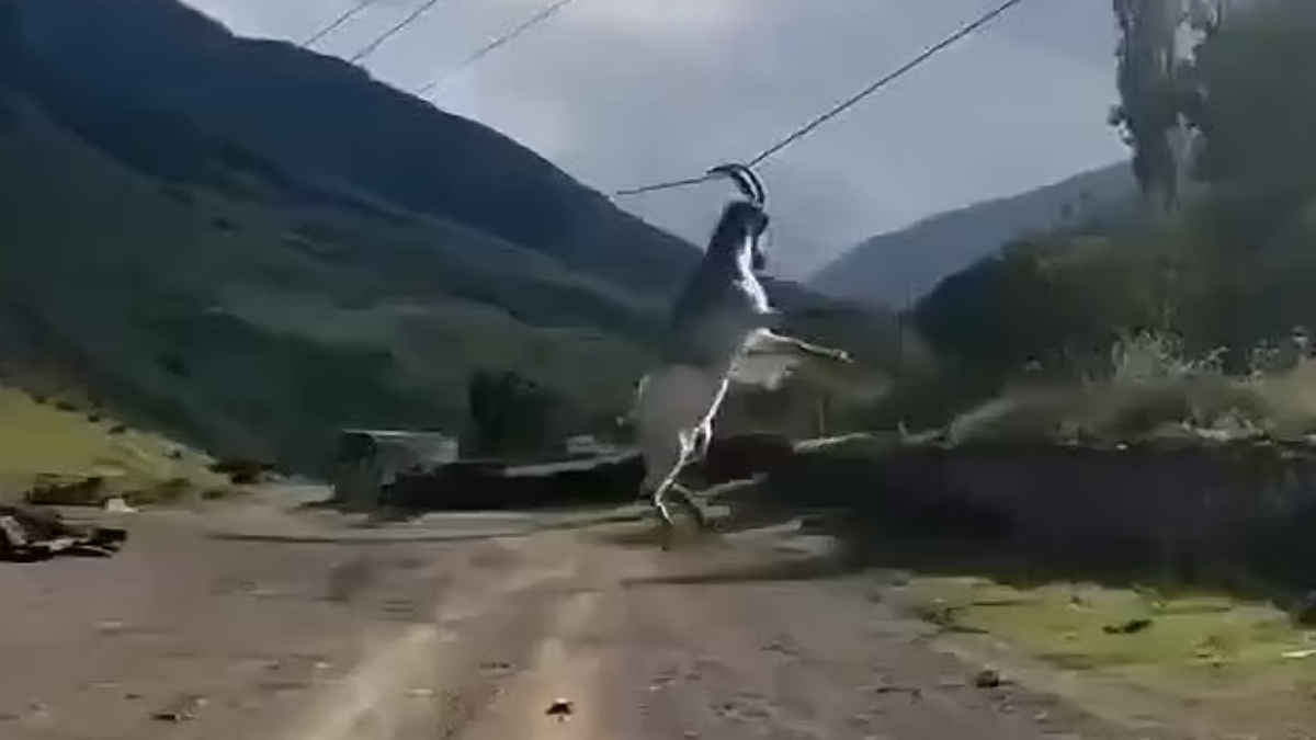 Rusya'da boynuzları elektrik hattına takılan keçi sallandı