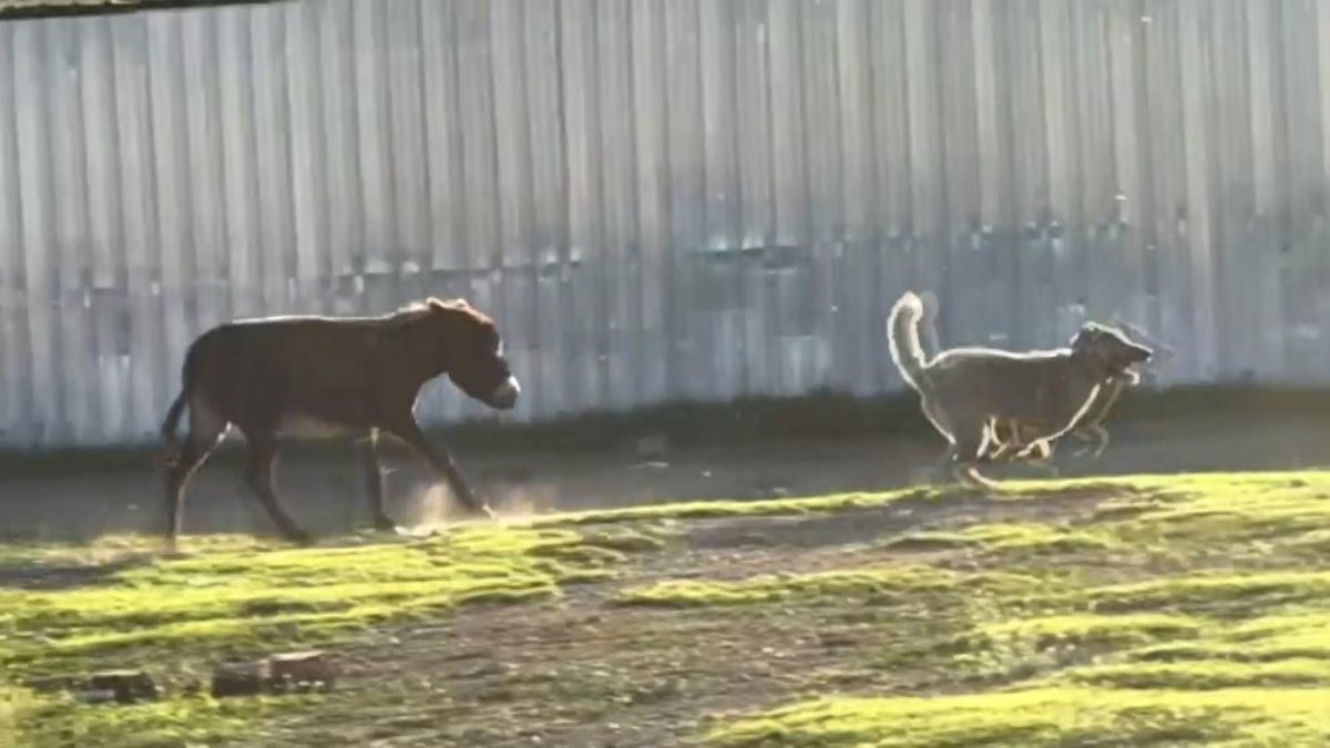 Çankırı'nın fenomen eşeği: Köpeği kovaladı