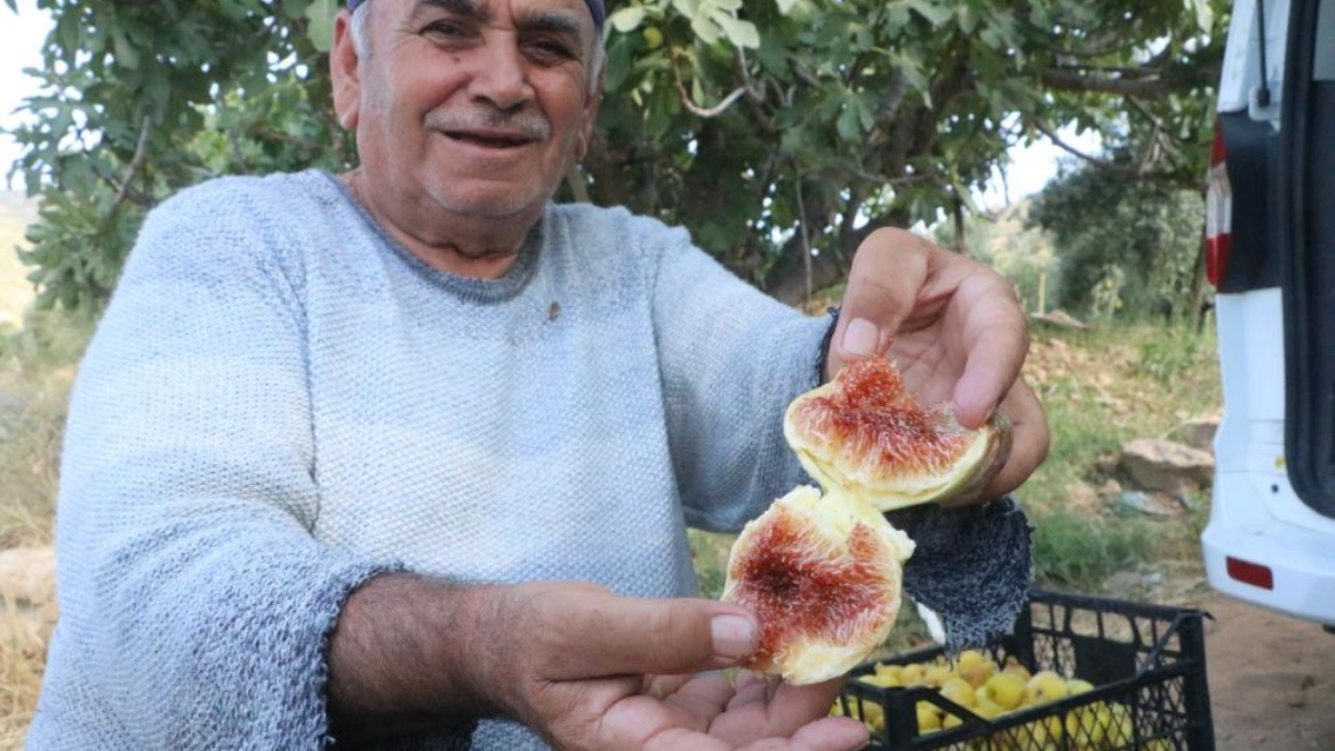 Hatay'da enkaz kentte ağızları tatlandıran hasat yüz güldürdü