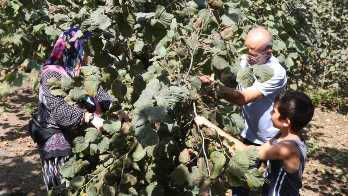 Mevsimlik işçi yevmiyesi 750 lira! Samsun'da üreticiler ailecek fındık topluyor