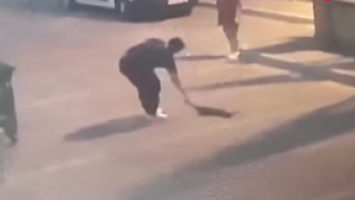 İstanbul'da kediyi ezen sürücü veteriner yerine çöpe bıraktı!