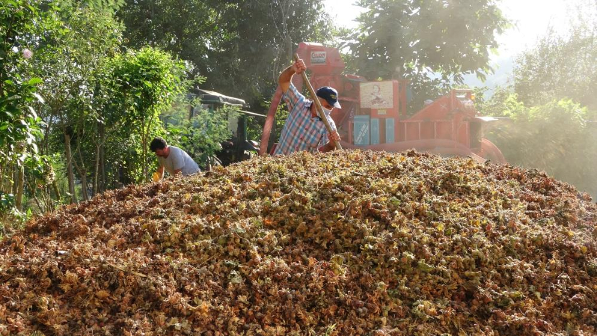 Ordu'da patoz mesaisi başladı: Saatlik ücretleri dudak uçuklattı