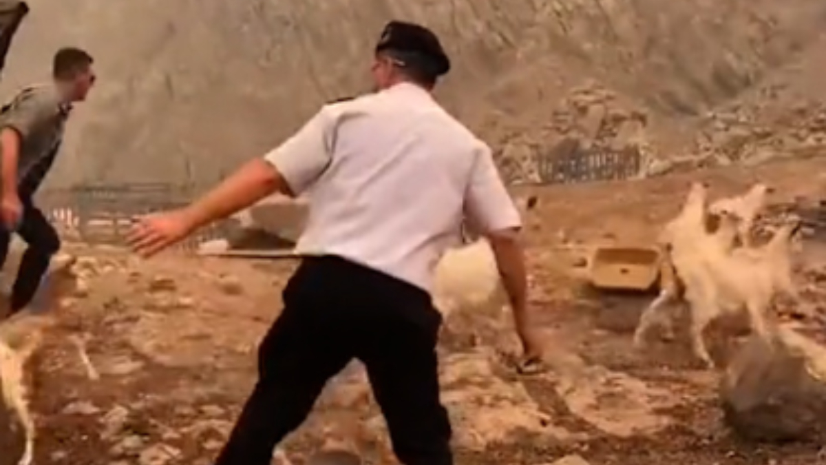 Çanakkale orman yangınında, komutan hayvanlar için alevlerin arasına daldı