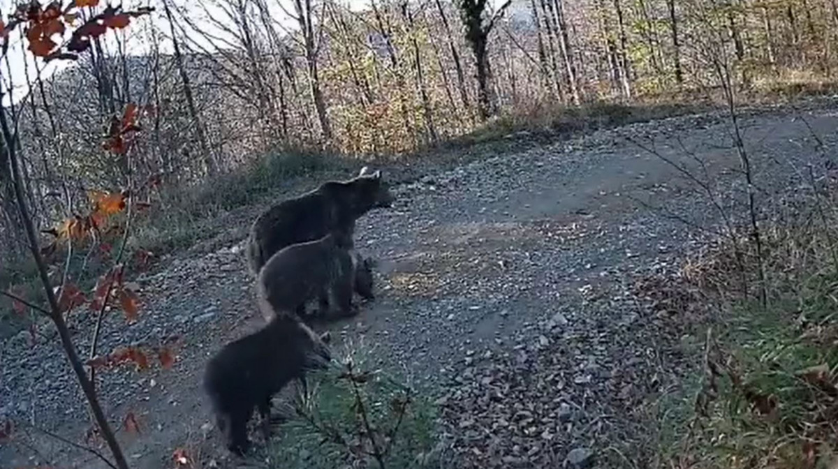 Türkiye'de yaban hayatı... Fotokapana yakalanan ayılar