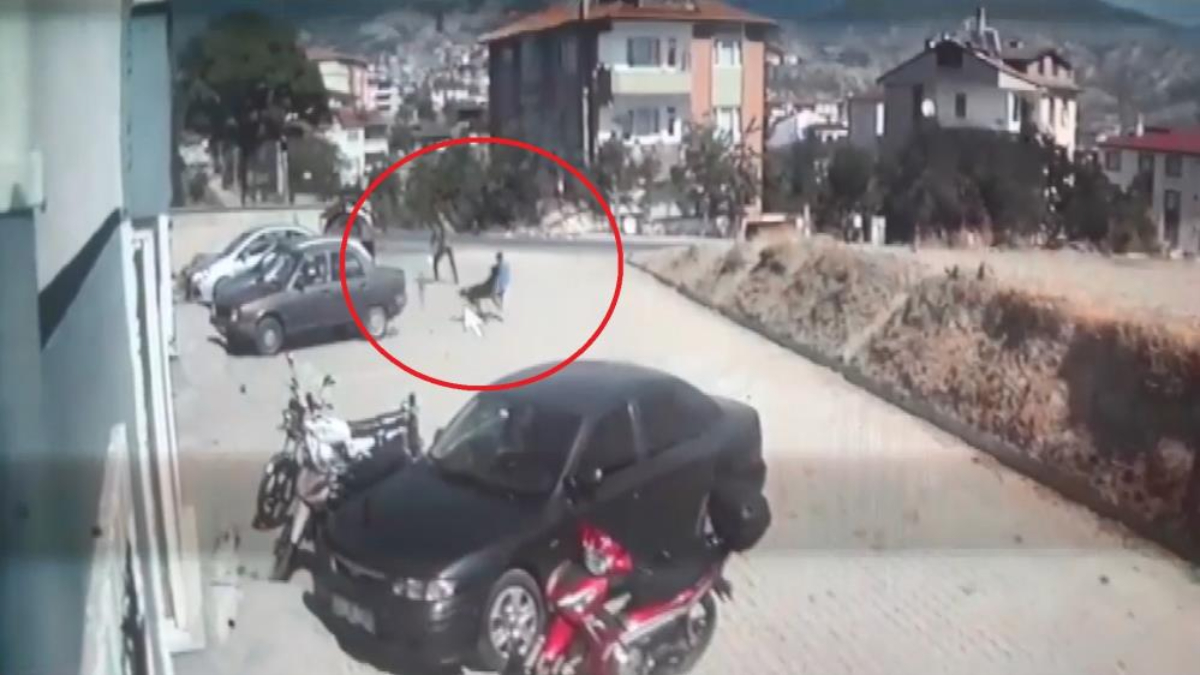 Kastamonu'da sokak köpekleri 6 yaşındaki çocuğa saldırdı