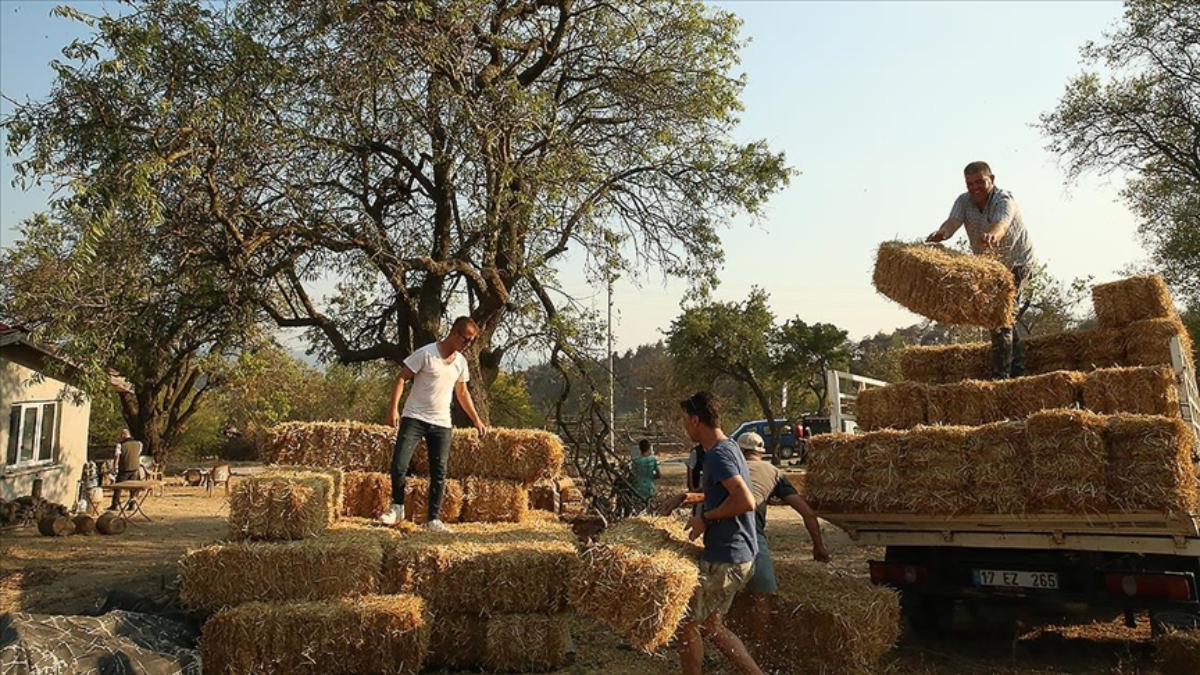 Çanakkale'de meralar yandı! Köylülere yem desteği yapılıyor