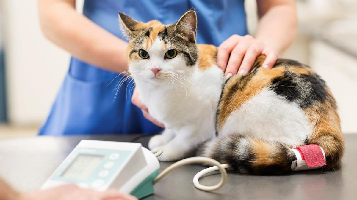 Hayvanların kısırlaştırılması caiz midir? Dinimizde hayvan kısırlaştırmak günah mı?