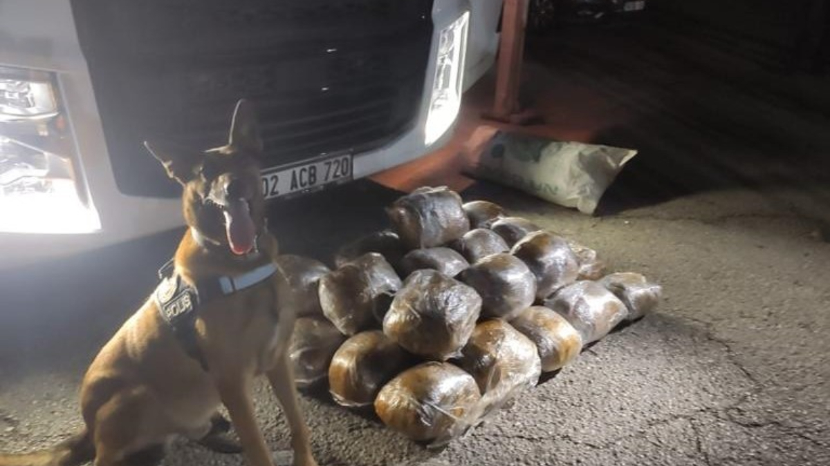 Gizli bölmeden çıktı! Osmaniye'de arpa yüklü tırda 40 kilo skunk yakalandı