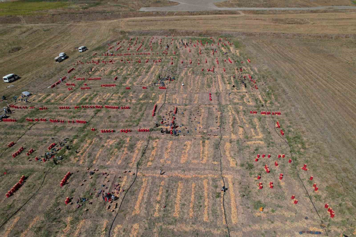 Tarlada 4,5, markette 20 lira! Ankara'da soğan hasadının sonuna gelindi