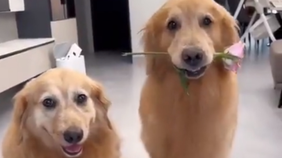 Romantik köpek.. Eşine çiçek veren köpek sosyal medyada viral oldu! İzleyenleri gülümseten görüntü..