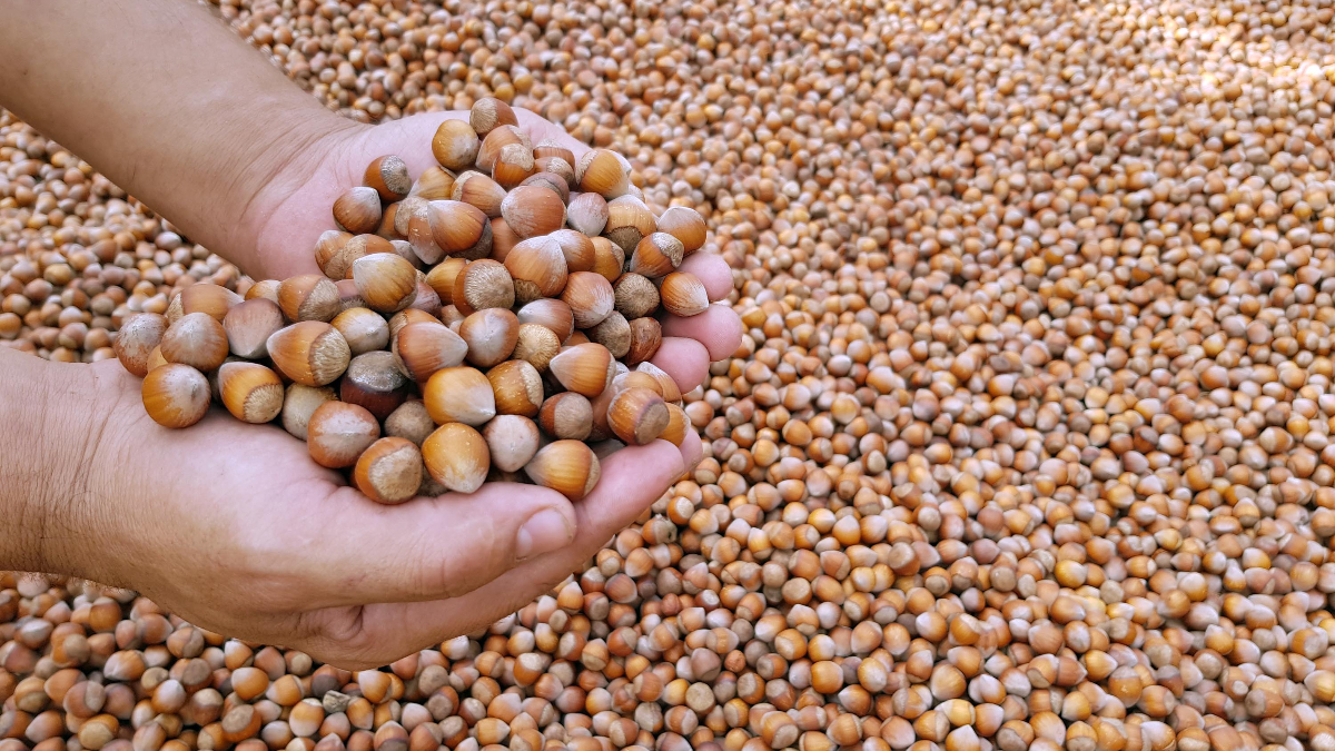 Türkiye'nin 10 yıllık fındık ihracatı 20,2 milyar dolarlık döviz getirdi