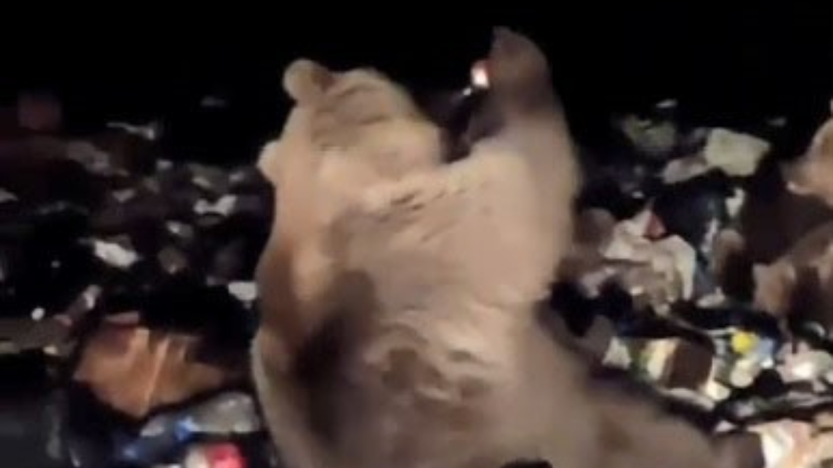 Kars'ta gazoz içen ayı