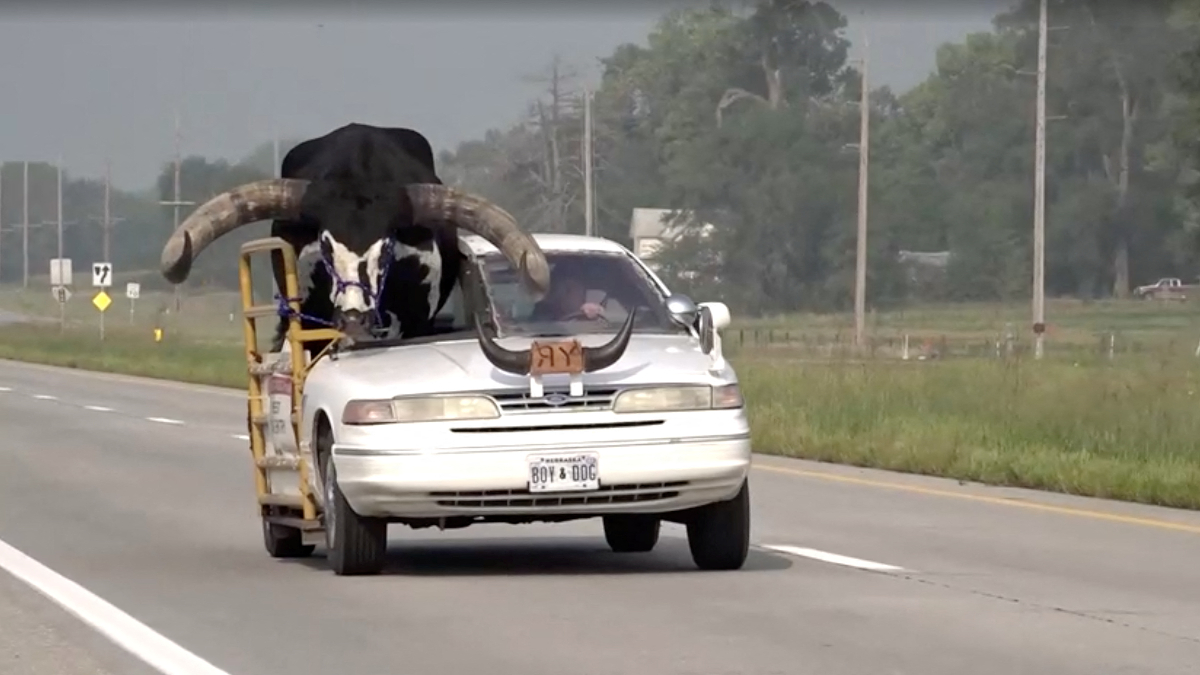 ABD'de otoyolda ilerleyen araçta ön koltukta oturan boğa dikkat çekti