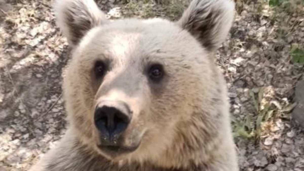 Bitlis'te ayıya şeker vermek istedi: Saldırıya uğradı