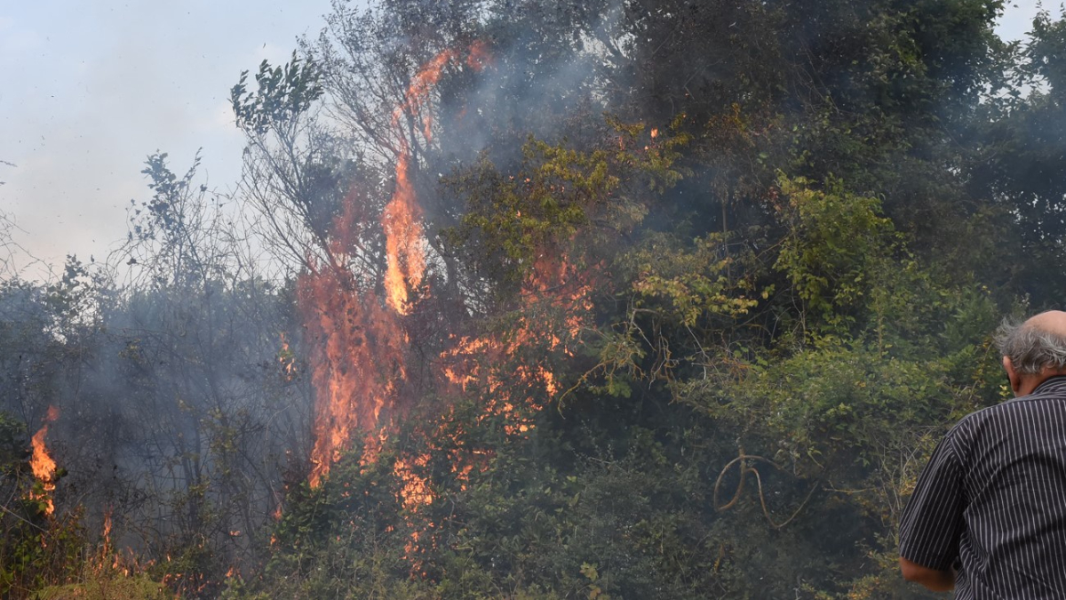 Sinop'ta orman yangın! 400 ağaç yandı...