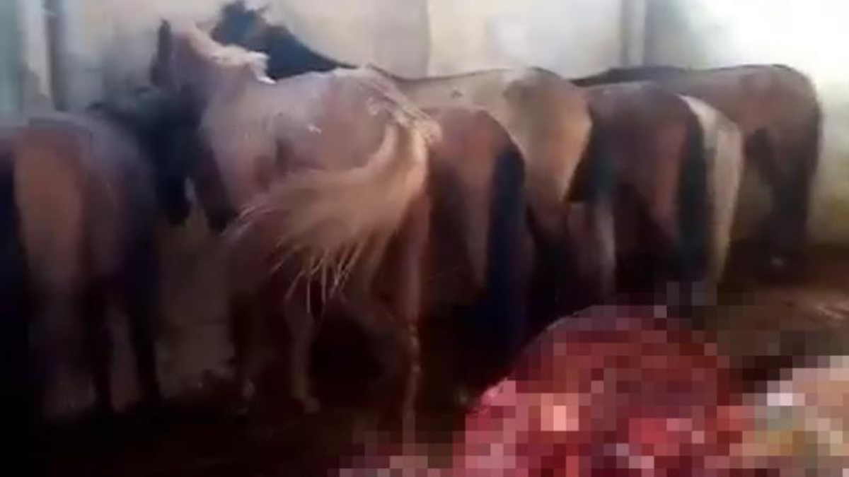 Adana'da at ve eşek kesimi yapılan mezbahada suçüstü