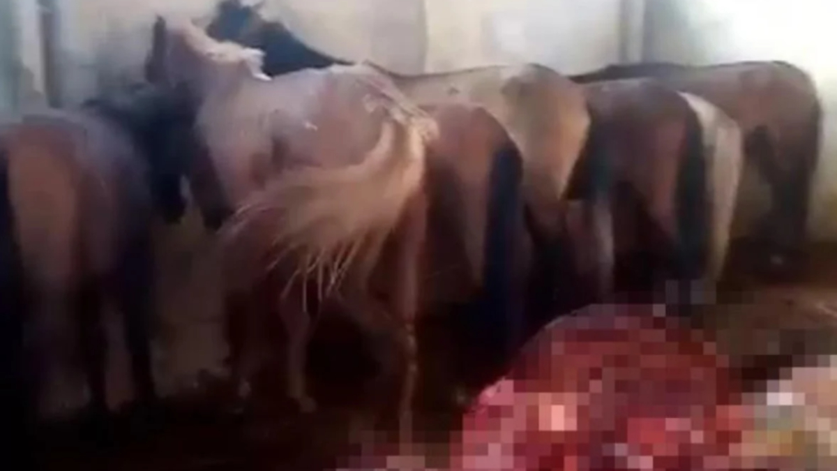 Adana'da kaçak hayvan kesimi ortaya çıktı! 1 kişi tutuklandı