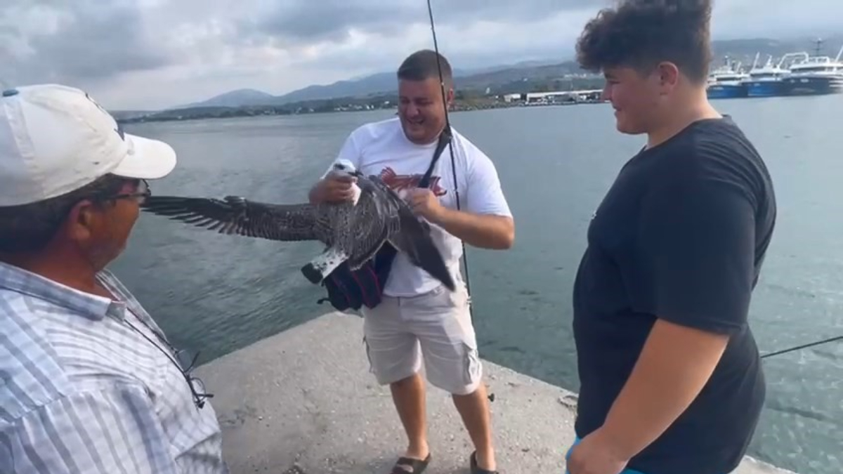 Samsun'da oltaya balık yerine martı takıldı: O anlar kamerada
