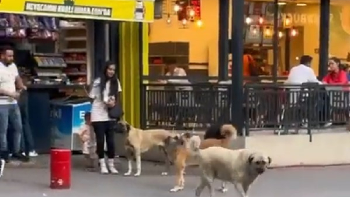 Ankara'da başıboş köpek sorunu! Çocuklu anneyi sıkıştırdılar