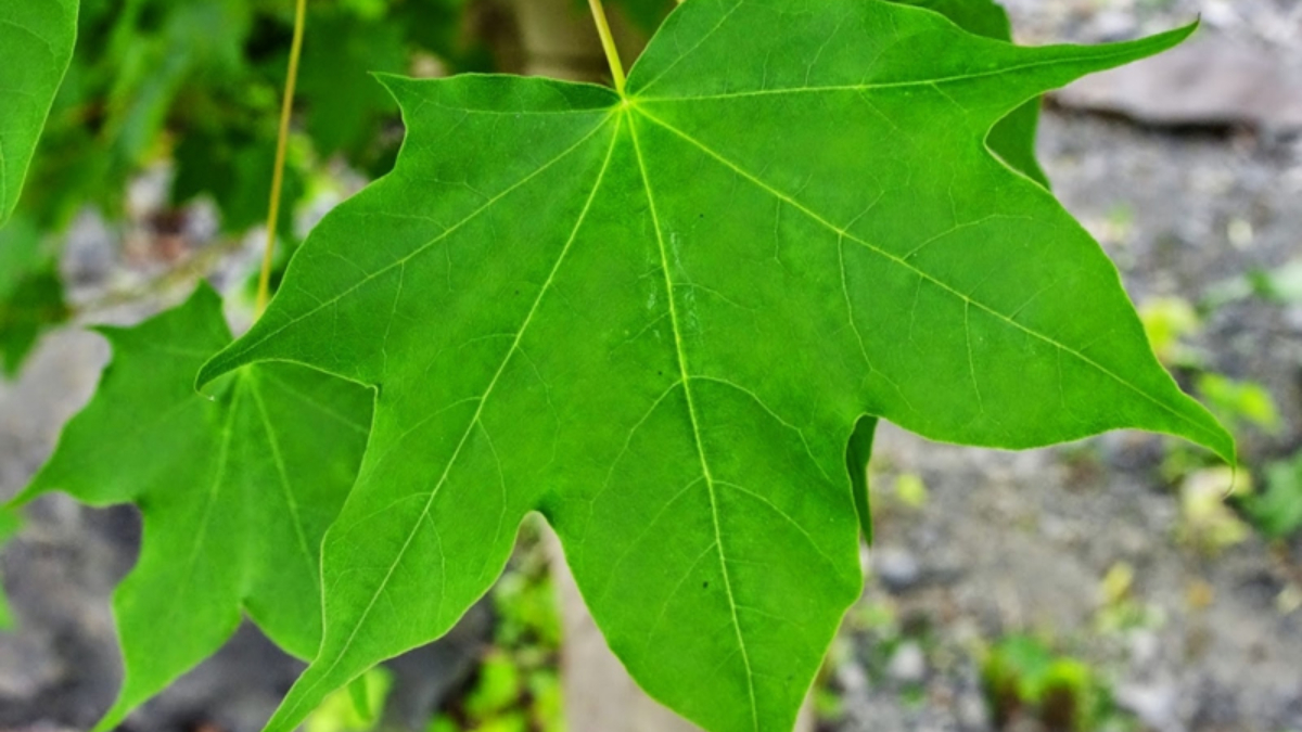 İçen merdivenleri ceylan gibi sekiyor! Çınar yaprağı suyunun inanılmaz faydası...