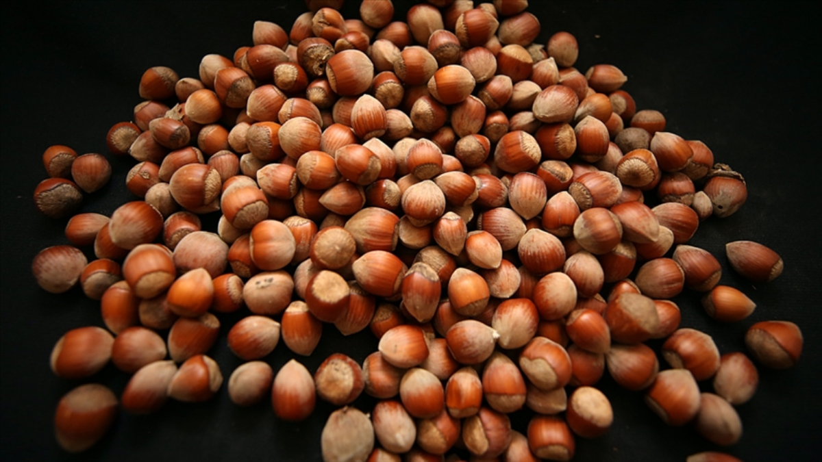 Ordu'da goruk fındık tartışmasında 73 yaşındaki kadın darbedildi